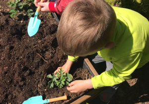Dzieci sadzą sadzonki owocowe9